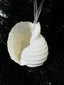 Tonna Shell White 10cm