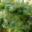 Wreath Pine 2.4m