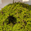 Wreath Moss 50cm