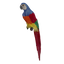 Macaw Blue Head with Multicolour Body 50cm